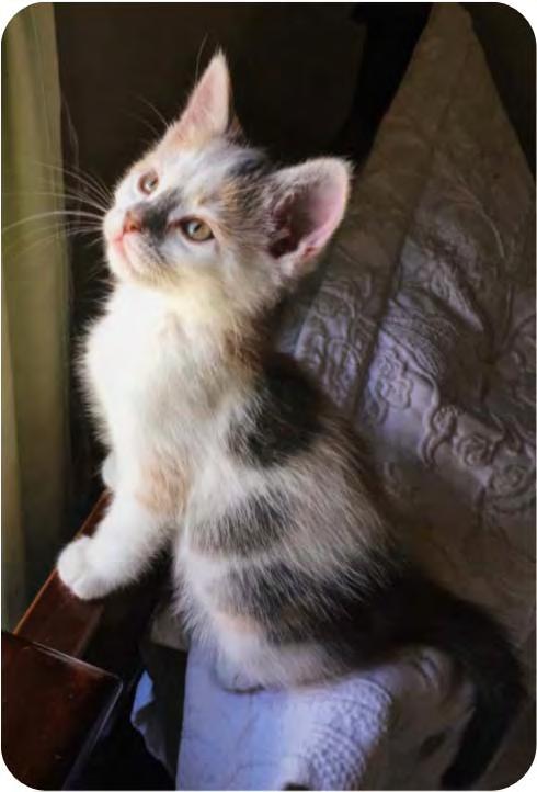 schedule an exam. Occasionally a kitten that appeared healthy will suddenly stop thriving. They will stop growing, socializing and acting normally.