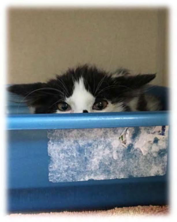 Under socialized, neglected and frightened kittens can be the most challenging shelter animal to foster, however their transformation can be one of the most rewarding foster experiences.