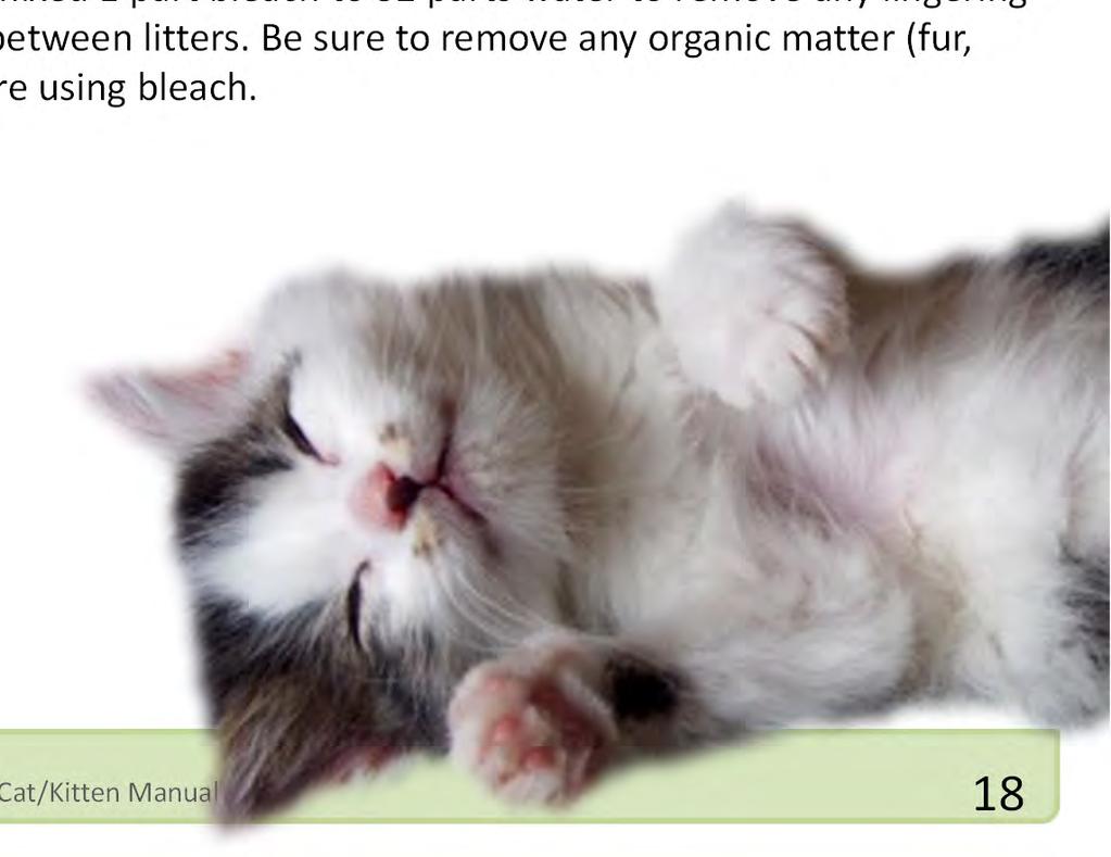 You should plan on fully cleaning foster areas including, litter boxes, bowls, and bedding at least once per week.