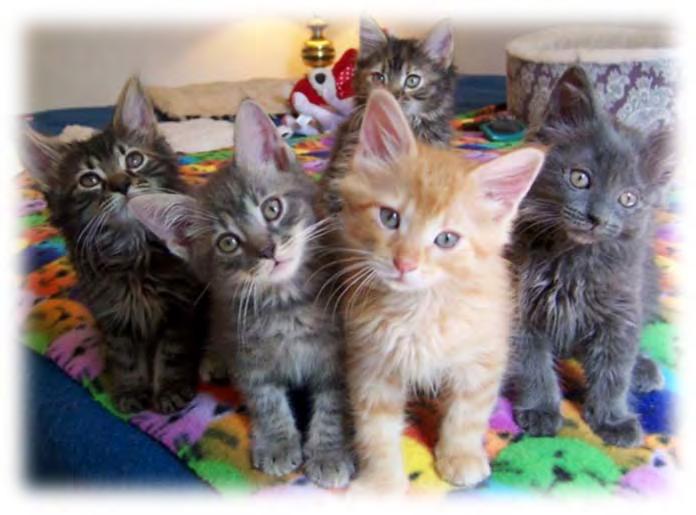 Before you bring your little bundle of kitten joy home, make sure you have a suitable safe place for them to stay. A bathroom works well and is our suggested first choice for the kittens.
