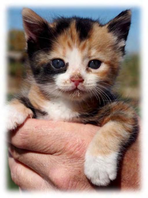 One of the best, and most important roles a foster parent plays in their foster kitten s life is socialization! Kittens should be handled regularly, several times a day.
