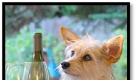 CANINES UNCORKED 15