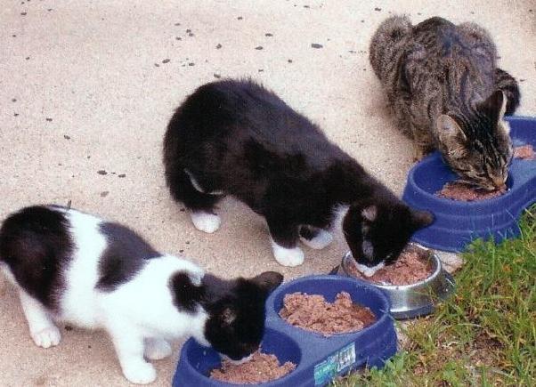 Unfortunately, many families can t afford to provide the cats the consistent meals they so desperately need.
