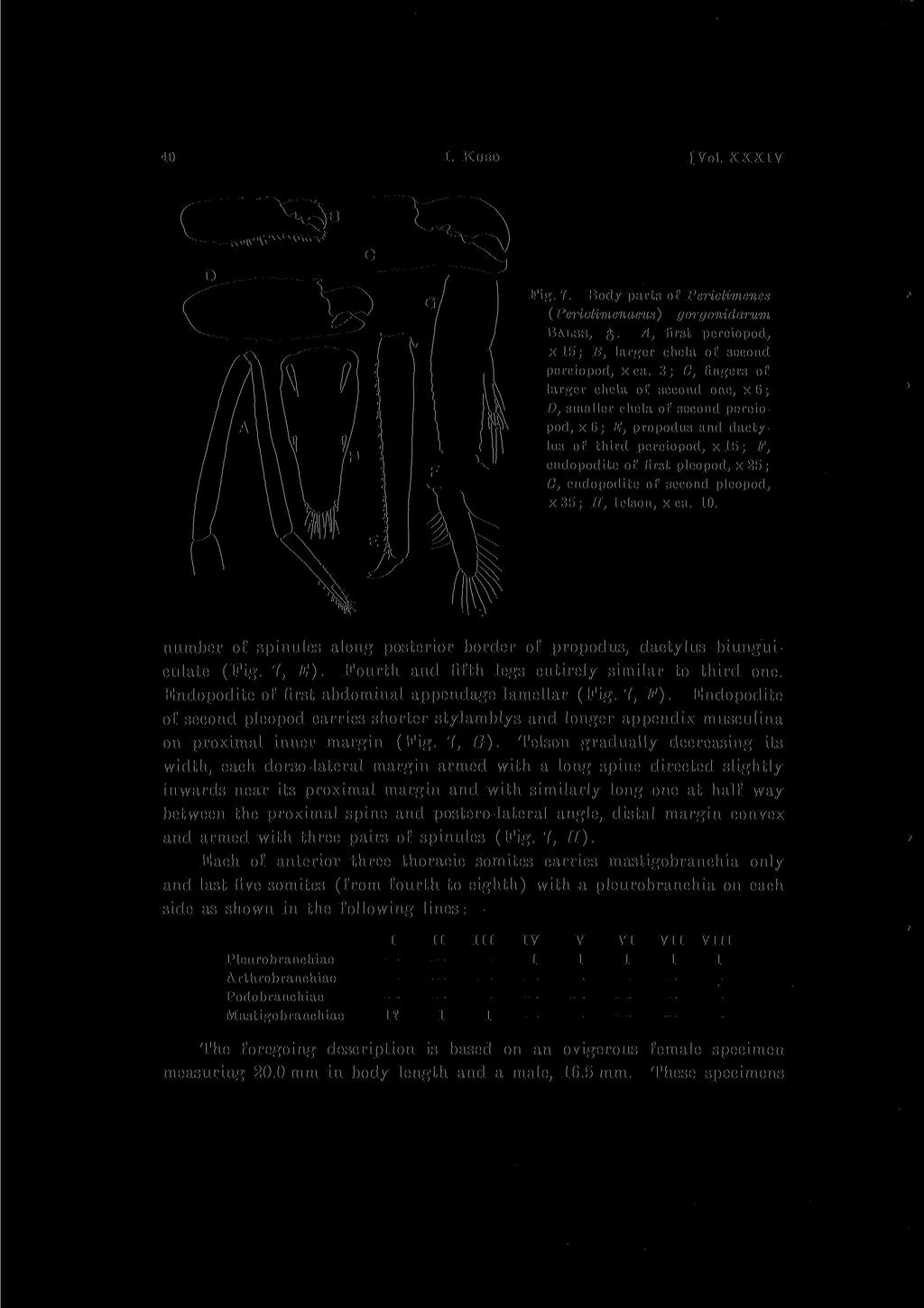 40 I. KUBO [Vol. XXXIY Fig. 7. Body parts of Periclimenes (.Periclimenaeus) gorgonidarum BALSS, A, first pereiopod, xl5; B, larger chela of second pereiopod, X ca.