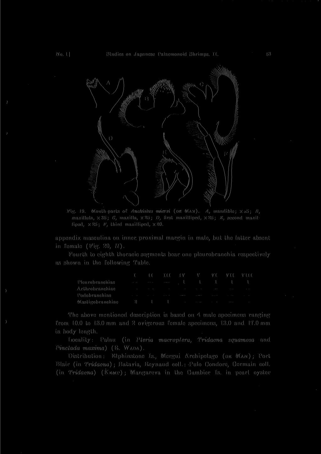 No. 1] Studies 011 Japanese Palaemonoid Shrimps. II. 53 liped, x25; F, third maxilliped, x 20. appendix masculina on inner proximal margin in male, but the latter absent in female (Fig. 20, H).