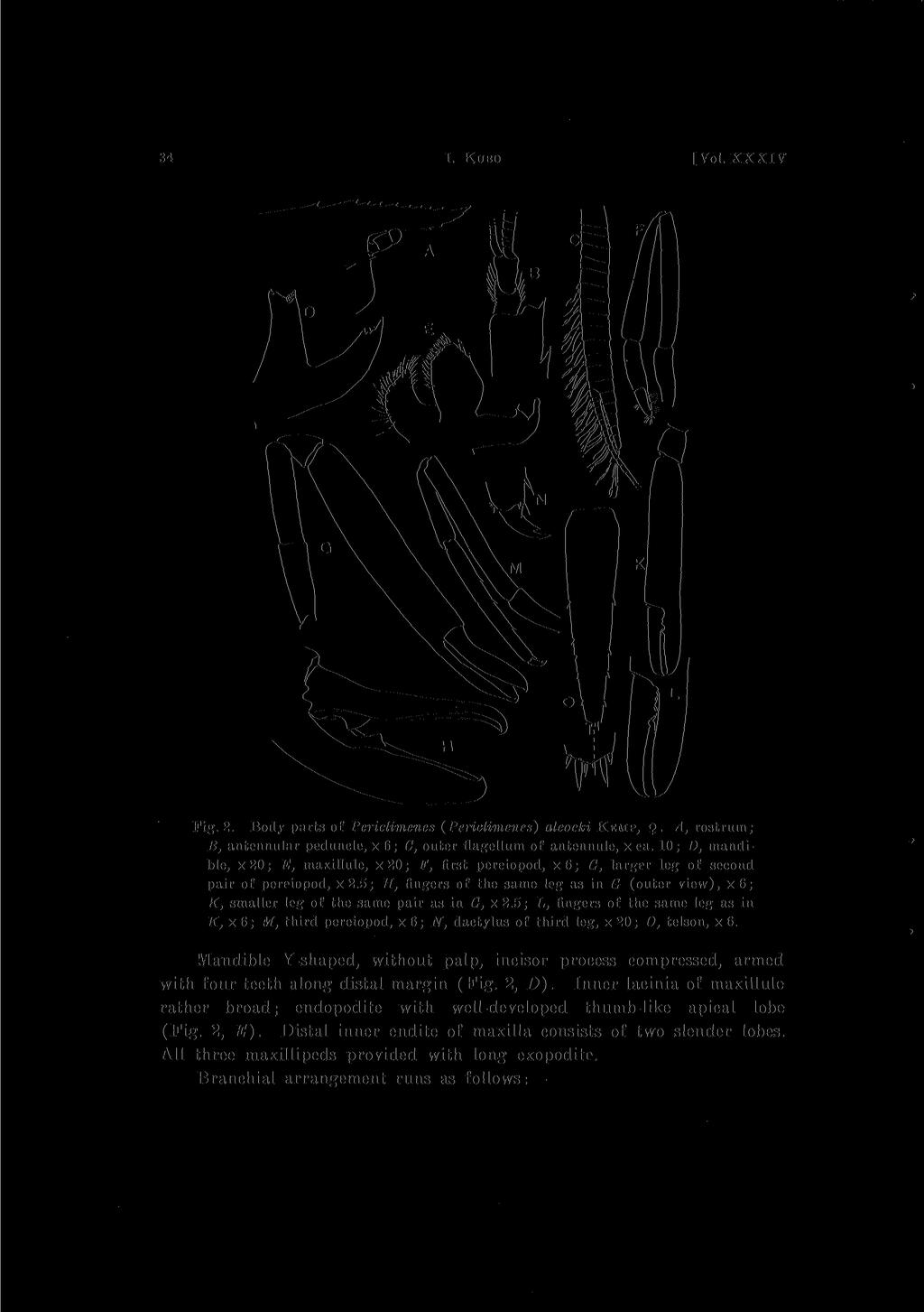 34 I. KUBO [Vol. XXXIY Fig. 2. Body parts of Periclimenes (Periclimenes) alcoctci KEMP, A, rostrum; B, antennular peduncle, X 6; C, outer flagellum of antennule, X ca.
