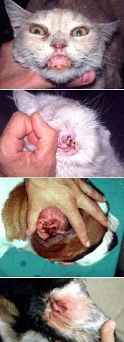 Pathogenesis Primary factors Allergies: 30% of allergy cases, otitis externa is the initial and only clinical sign detected.