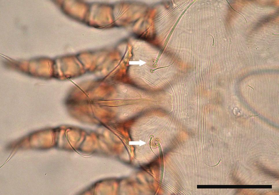 For this reason, the diagnostic key provided in this paper includes features of female mites of 5 species, while features of male mites of C. setifera and C. vulpis are not provided.