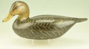 156 Exceptional Ward Brothers, Crisfield, MD 1969 Black Duck with turned head. Brilliant original paint.