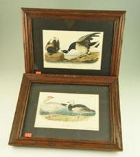 Framed J.J. Audubon lithographs by J.T.