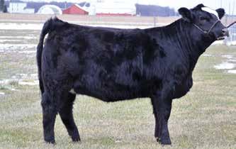 If you like big topped and plenty of bone be sure to look her up as well. She will compete well with percentage heifers and with commercials.