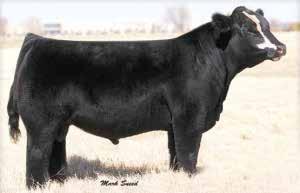 This heifer will definitely be a great breeding piece, whether you want to raise quality percentage females or turn the tables and really raise a stout set of steers.