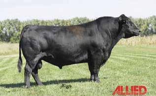 7 HSF BETTER THAN EVER GLS NEW DIRECTION X184 GLS N6 LONG`S STEEL SHOT CC CARRIE 7B CC MISS Z ABOVE PAR 11Z This Heifer has a outcross pedigree!