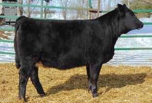 She ranks in the top 1% of the breed for both weaning and yearling weight. D621 is long made, super sound, and full of capacity.