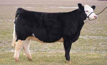 She is super brood with her big rib, deep flank, and would be a great heifer for a junior exhibitor with her easy-going personality. Buy with confidence.
