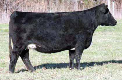 She is made right from the nose to the tail. She is thick, deep, yet soft made. She is an out-cross pedigree to most breeders. This heifers body, attitude, and style will not disappoint.