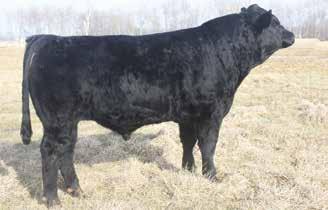 4 TI 73 MCM TOP GRADE 018X MCM 513R WW D-C NEW YORKER 11L STOUGH MS MISTY YORK N33 STOUGH MS MISTY L23 Here is a baldy meat wagon. He is moderate framed and thick with fleshing ability.