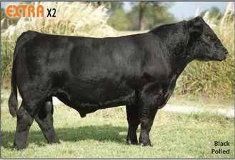 Consignor: Rich Beef & Grain 431 RBG Mr High Force Bull 3159357 Tattoo: D655 1/7/2016 CED 16.1 BW -1.4 WW 53.8 Polled YW 75.2 Milk 28.3 Mrb 0.35 API 137.1 TI 68.