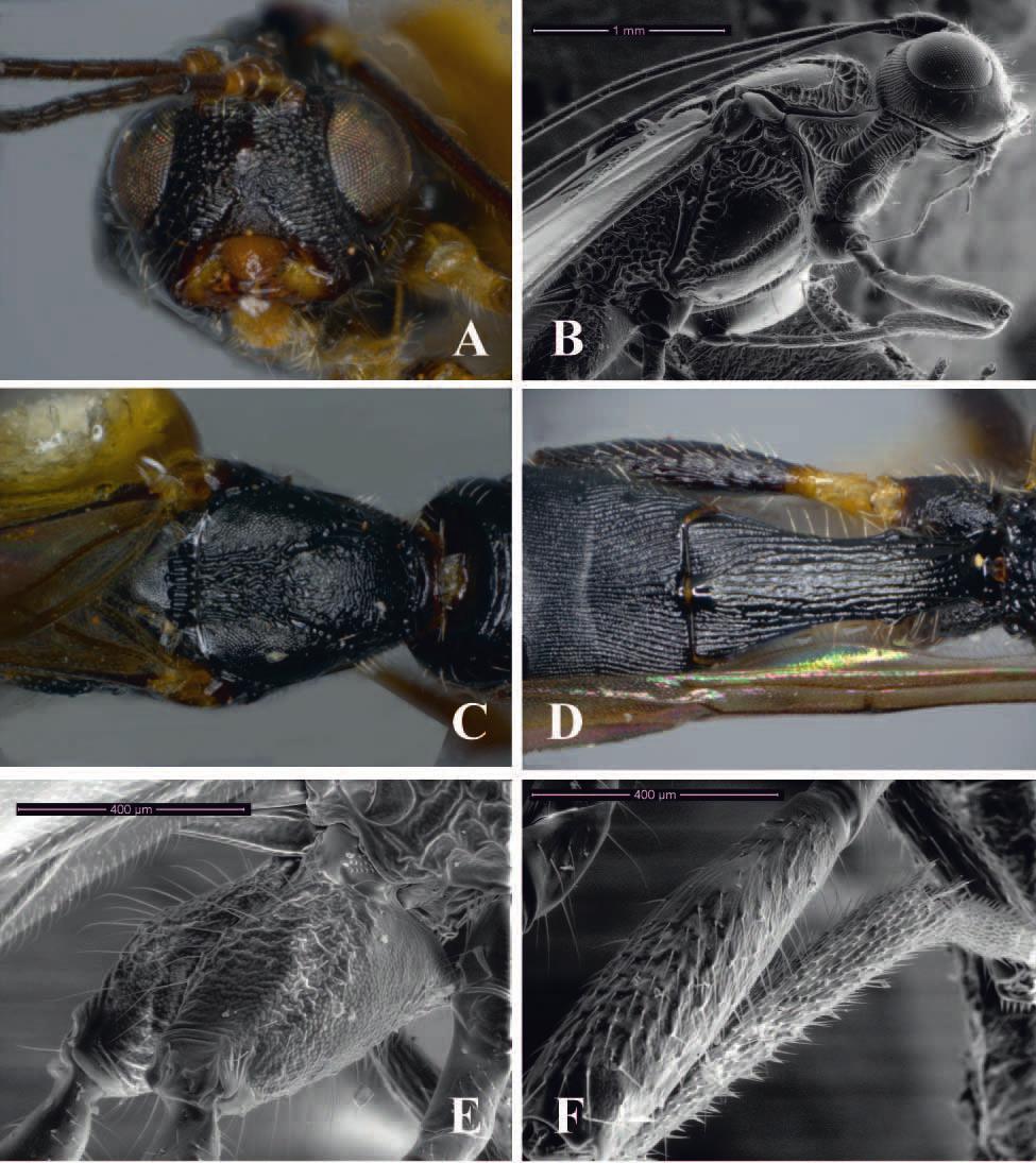 A new synonym of the Neotropical parasitoid wasp genus Notiospathius... 75 Figure 1. Notiospathius atra sp. n.: A head, frontal view B mesosoma and head, lateral view C mesoscutum, dorsal view D metasomal median tergites 1-3, dorsal view E hind coxa lateral view F middle leg with row of spines.