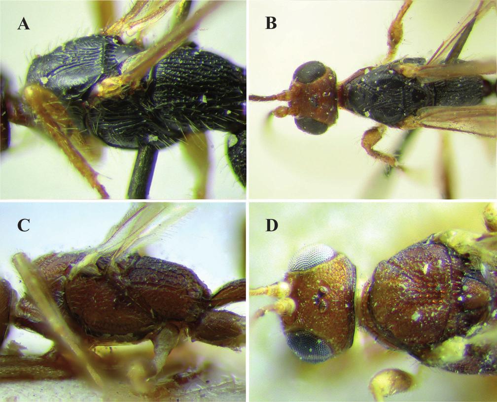 A new synonym of the Neotropical parasitoid wasp genus Notiospathius... 77 Figure 2.