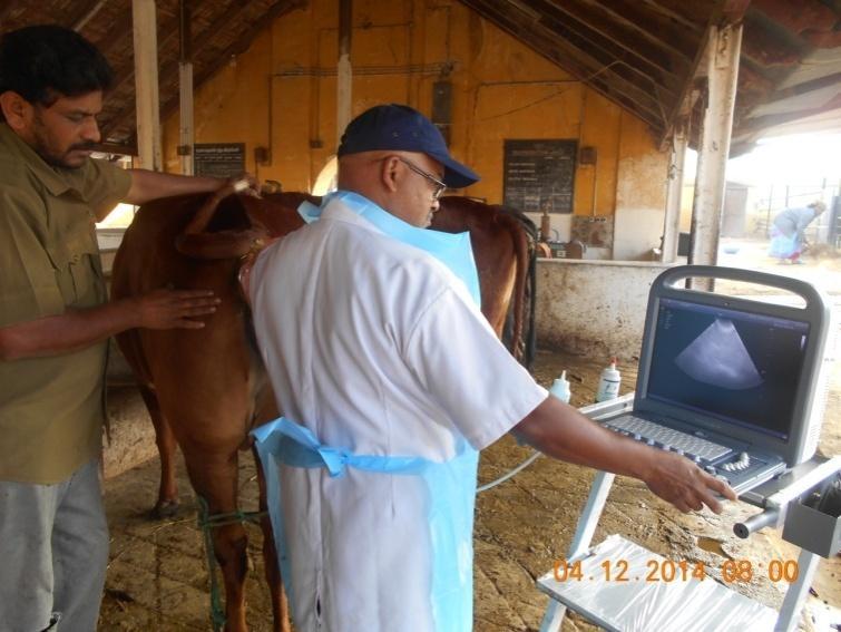 Nadu Animal Husbandry Department. Early diagnosis of gravid uterus aids in successful management of pregnancy and thus this tool has immensely contributed to the success of this programme.