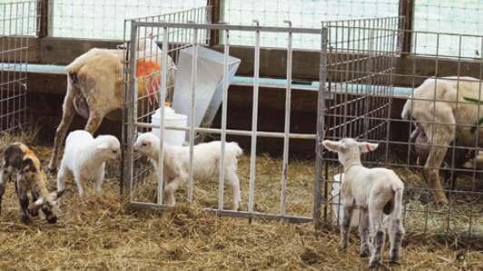 Creep Feed Offer free choice creep feed within the first 7 days of life Feed