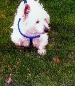 Name of Dog: Angel Age of Dog: 7-8 years old Rescue State: Ohio Medical Condition: Pulmonary Fibrosis (Westie Lung Disease) Angel was found wandering in traffic near Louisa, Kentucky, very near the