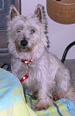 Name of Dog: Cilla Age of Dog: 6-7 years old Rescue State: New Hampshire Medical Condition: Severe Dental Disease Cilla is a middle-aged female Westie who is estimated to be approximately 6 to 7