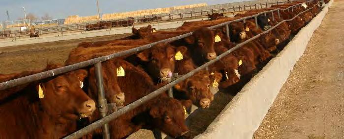identification requirements of beef cattle under