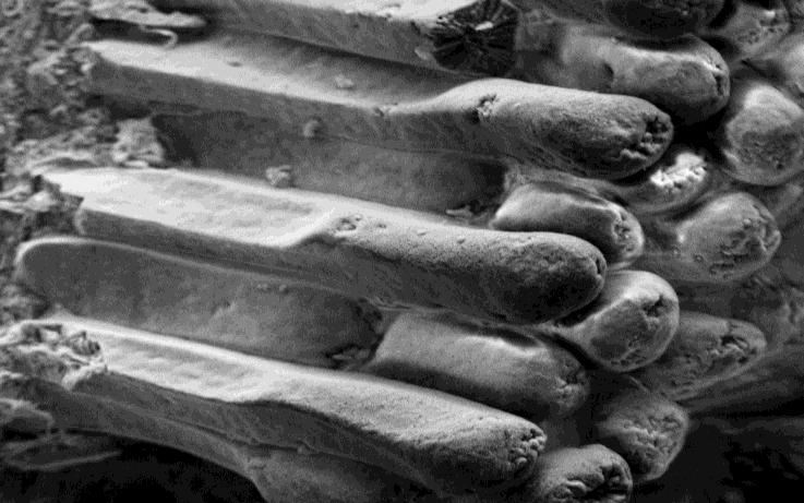 rough apical surface showing dome or peak like tips (large and small arrows respectively, bar, 30