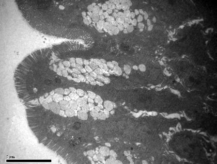 69: Transmission electron micrograph of basal part of jejunum surface epithelium in 112 day old bird.