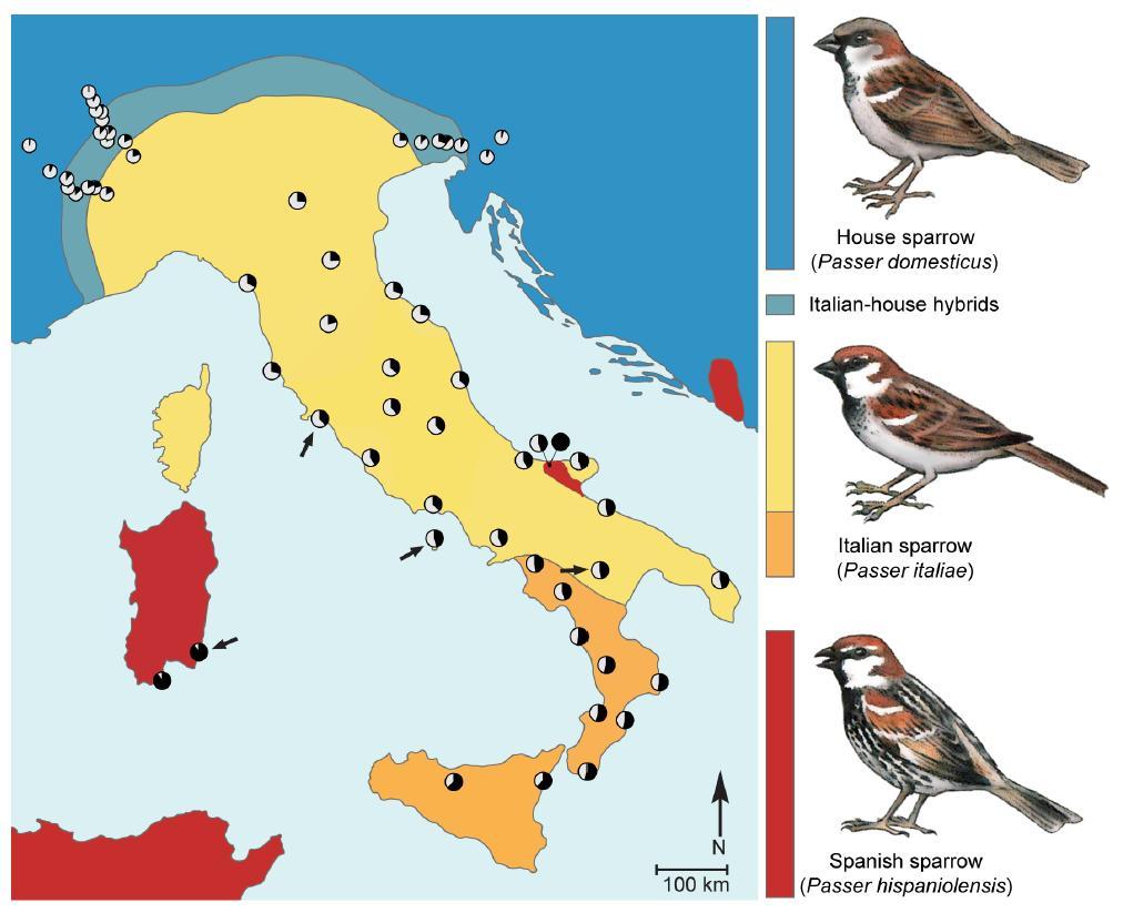 Italian sparrow: