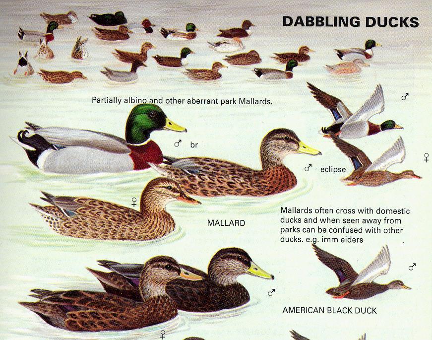 Type 6: Complete admixture Merging of hybridizing populations Hybridization and introgression of wild duck species and subspecies with introduced domestic mallard Anas platyrhynchos New Zealand grey
