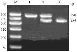 Fixed alleles in parental populations P1 Hy P2 Diagnostic locus: a locus that