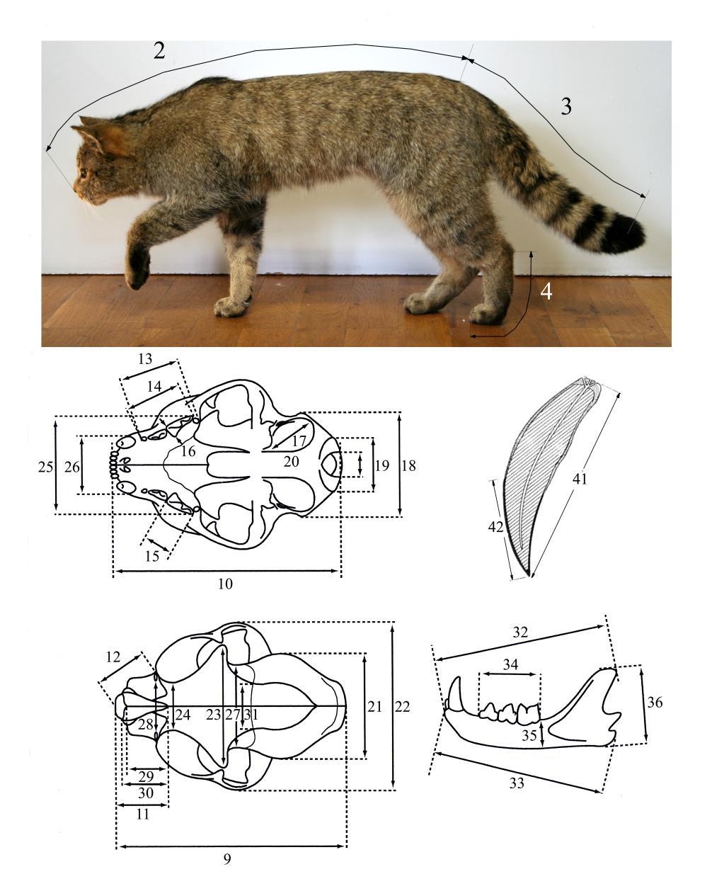 Identification of hybrid cats: Morphometrics Krüger, M., Hertwig, S. T., Jetschke, G. and Fischer, M. S. (2009).