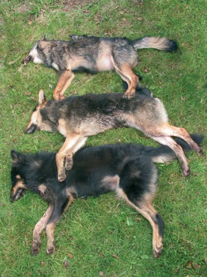 Hybridization in Iberian wolves (Godinho et al.