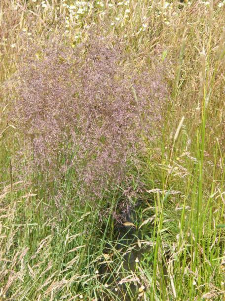 Alkali short grassland dominated by Festuca pseudovina and Achillea collina (Achilleo- Festucetum pseudovinae association) Heavily grazed, species-poor alkali wet meadows (Agrostio-Alopecuretum