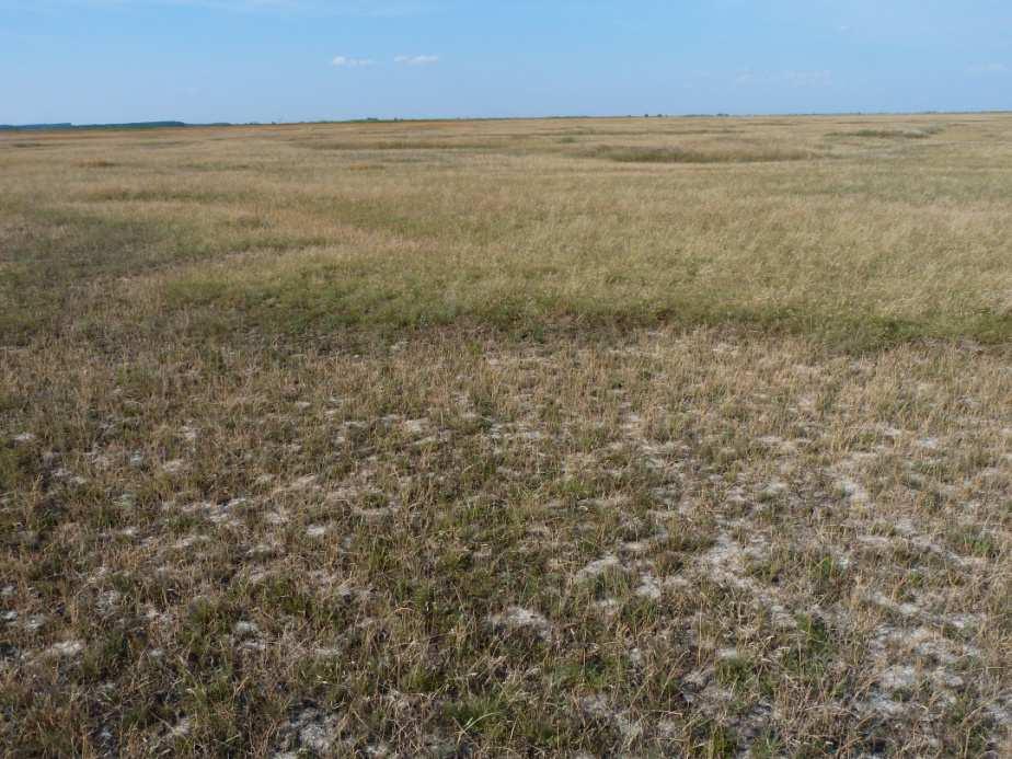 Table 5. Open alkali grasslands (Puccinellietum limosae association) dominated by Puccinellia limosa and annual forbs (Matricaria chamomilla, Lepidium ruderale, Myosurus minimus).