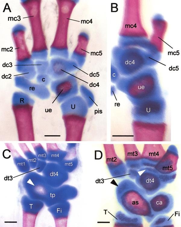 LIMB DEVELOPMENT AND REDUCTION IN HEMIERGIS 223 Fig. 12. Carpal and tarsal ossification in Hemiergis.