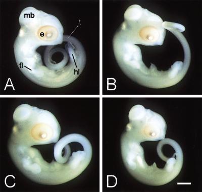 LIMB DEVELOPMENT AND REDUCTION IN HEMIERGIS Fig. 7. Stage 33 embryos of Hemiergis. Embryos of (A) H. quadrilineata (2/2), (B) H. peronii (3/3), (C) H. peronii (4/4), and (D) H.