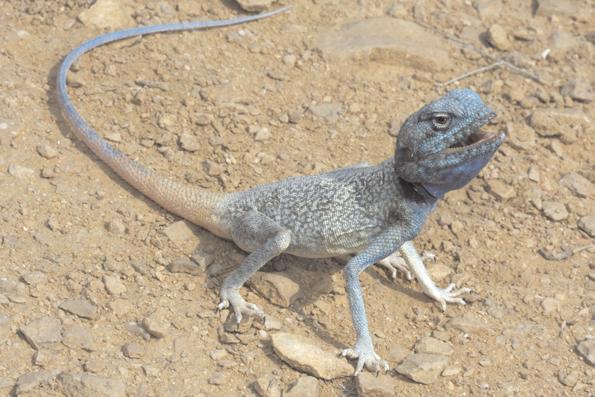 A NEW SPECIES OF PSEUDOTRAPELUS (AGAMIDAE, SAURIA) were the same brilliant blue as the face and shoulders. Hindlimbs were pale blue and white, and toes on both the front and hind feet were white.