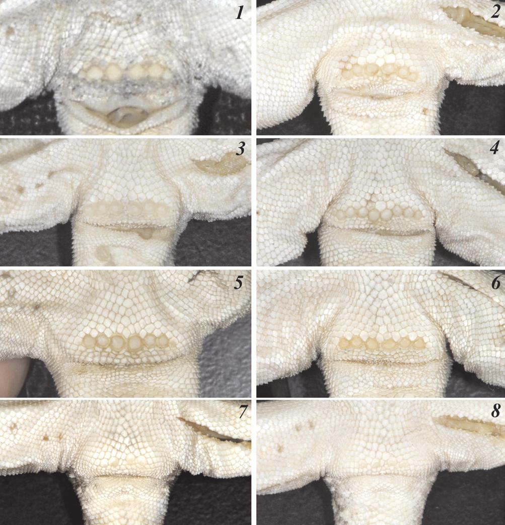 Variation in pores number and position in Pseudotrapelus dhofarensis: 1 male Holotype