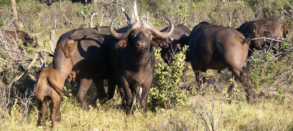- Involvement of wildlife in disease epidemiology Buffalo was (by far) the most frequently mentioned wildlife species, followed by wildebeest (but no mention of Alcelaphine