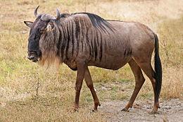77% 171 Buffalo (82%) Wildebeest (6%) Lumpy Skin 127 52% 26% 22% 35 Buffalo (54%) Wildebeest (17%) Blackleg 122 39% 29% 32% 50 Buffalo (62%) Wildebeest (14%) Heartwater 89