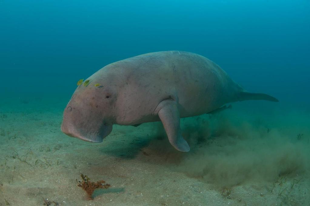 But under some circumstances capturing and tracking dugongs can be