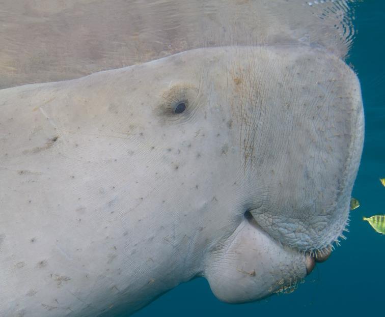 Dugongs have considerable capacity for orientation.