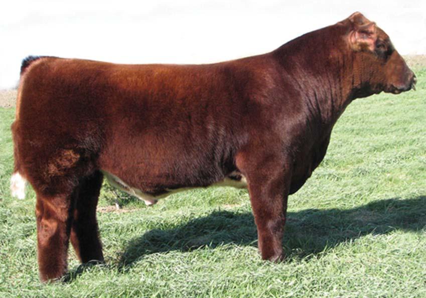 Lucky 7 is a son of Sonny and out of DSF Augusta Pride. He is strong topped, square hipped, and completely sound. If you want to add depth of rib and muscle. Lucky 7 is the bull your looking for.