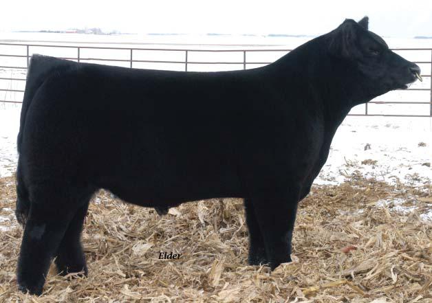 Lucky 7 BREED: Shorthorn PEDIGREE: Sonny x DSF Augusta Pride DOB / BW 3-20-06 92 pounds REGISTRATION # X4117567 OWNERS: Will Cattle Co.