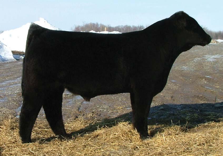 Liquid ICE PEDIGREE: Yellow Jacket x Grizz DOB / BW 3-22-07 85 pounds OWNERS: Will Cattle Co.