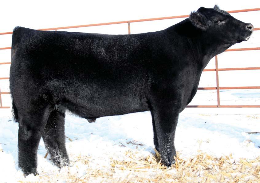 House Call is a Dr. Who son out of a powerful Total Play dam. He is extremely clean fronted with great hair and show appeal. He has low birth weights and can be used on heifers with confidence.